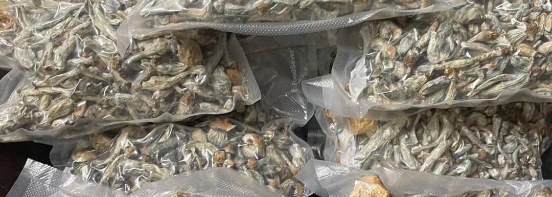 Psilocybin Dry Mushroooms